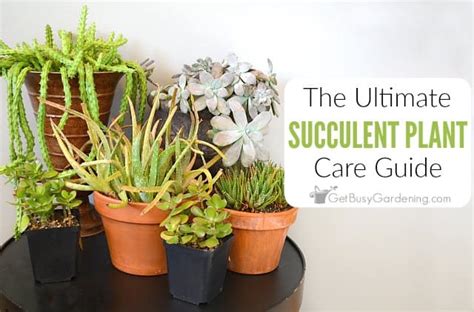 How To Care For Succulents (Ultimate Growing Guide)