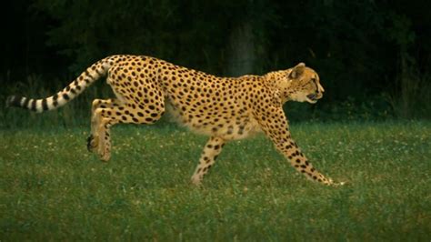 Admire The Elegant Beauty Of Cheetah Running At Full Speed (Slow Motion ...