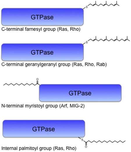 Small Gtpases