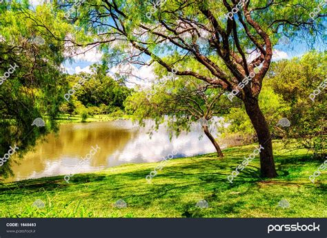 منظره طبیعت زیبا و گرم در پارک Ibirapuera با مقدار زیادی سبز چمن درختان