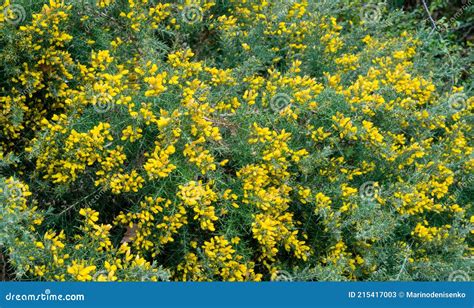 Yellow Flowers Ulex Europaeus Commonly Known As Gorse Furze Or Whin