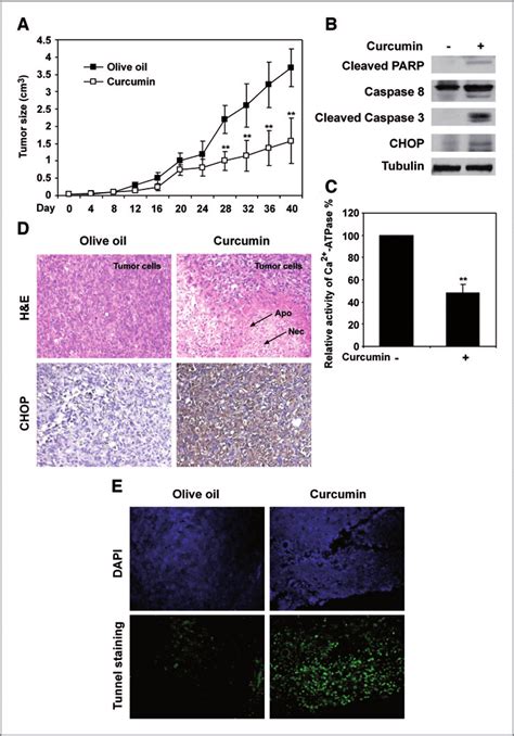 Curcumin Suppresses The Growth Of Human Liposarcoma Sw Cells In Scid