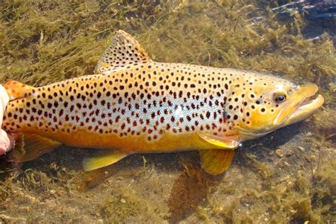 Brown Trout Male Vs Brown Trout Female What S The Difference Funcfish