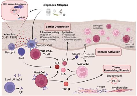 Breaking Down The Complex Pathophysiology Of Eosinophilic Esophagitis