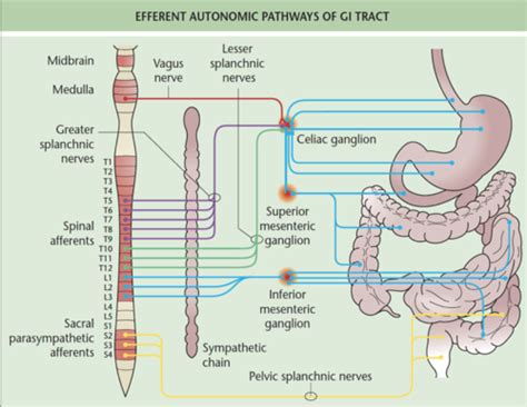 Acute Abdominal Pain Flashcards Quizlet