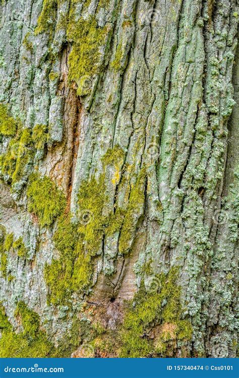 Texture of Bark of Ancient Mighty Oak Tree Trunk with Moss and Lichen ...