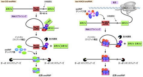 Snorna 遺伝子の発現 Ns遺伝子研究室