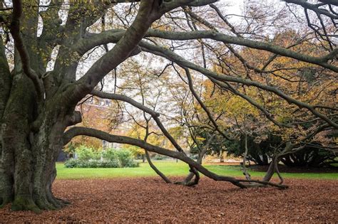 Premium Photo | Tree in autumn in a park