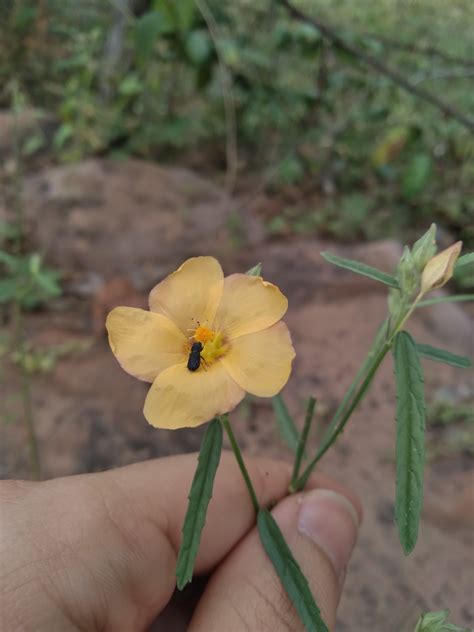 Sida Angustissima From Dom Expedito Lopes Pi Brasil On April