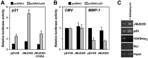 Activation Of The P21 Promoter By Jmjd2d In Hek293t Cells A Activity Download Scientific