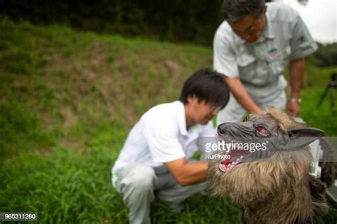 Super Monster Wolf Photos And Premium High Res Pictures Getty Images