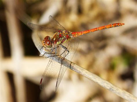 Red, Dragonfly, Red Dragonfly, Wings, one animal, insect free image ...