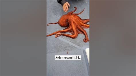 😧crazyoctopus 🦑🦑 Science Facts Shorts Youtube