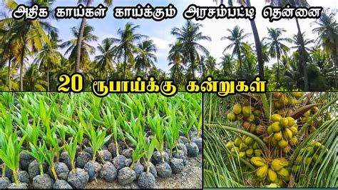 Arasampatti Tall Coconut