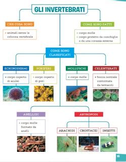 La Classe IVB Scienze Gli Invertebrati