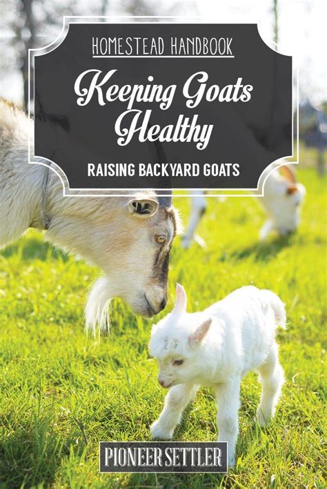 Hh Raising Backyard Goats Chapter5 Keeping Goats Raising Goats Goat