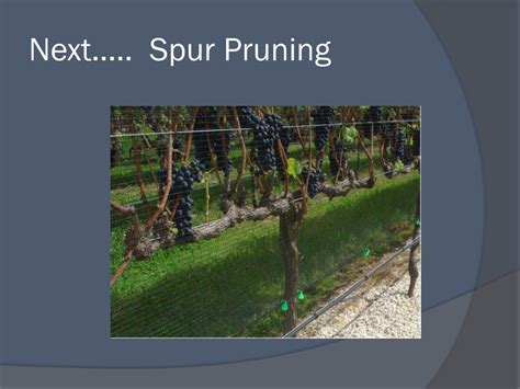 PPT - Grapevine Pruning Techniques for Optimal Fruit Production