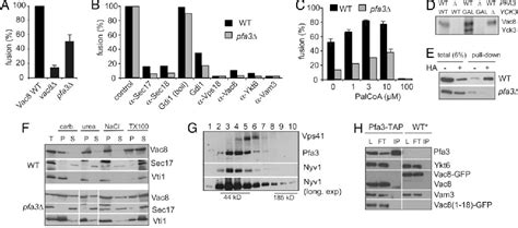 Figure From The Dhhc Protein Pfa Affects Vacuole Associated