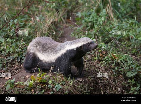 Honey Badger or ratel, Mellivora capensis, captive, native to Africa ...