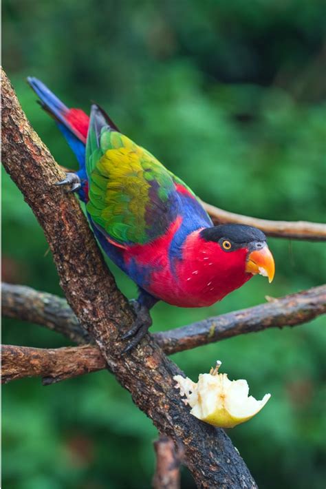 What Fruits Can Parrots Eat Parrot Essentials