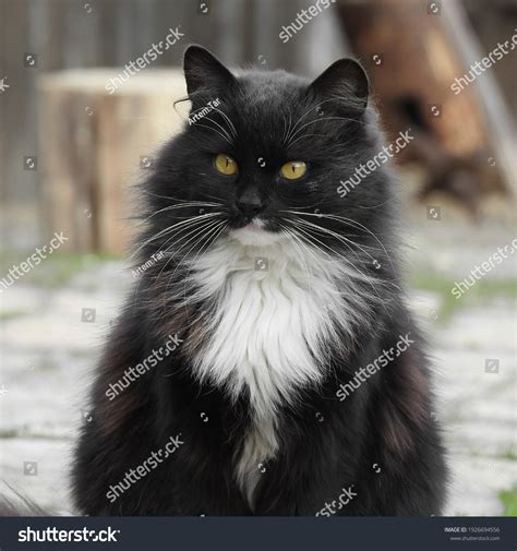 Black Cat White Whiskers Beautiful Cat Stock Photo 1926694556 ...