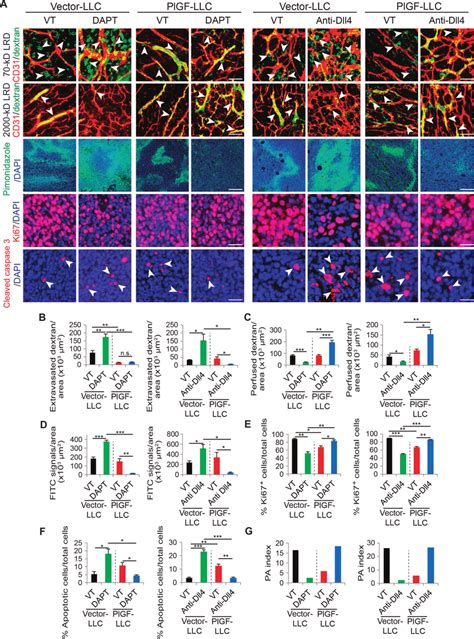 Dll Notch Inhibitionaltered Microvascular Functions Tumor Cell