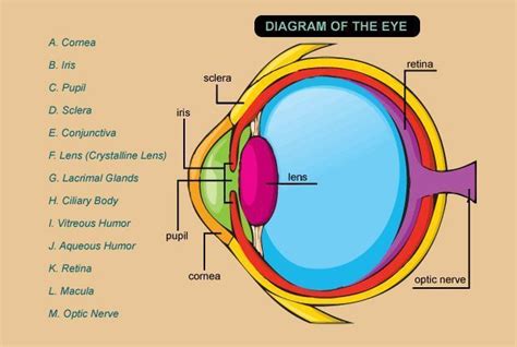 THE SENSE AND THE ORGANS Mind Map