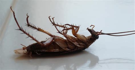 Ginecólogo revela que halló una cucaracha dentro de la vagina de una mujer