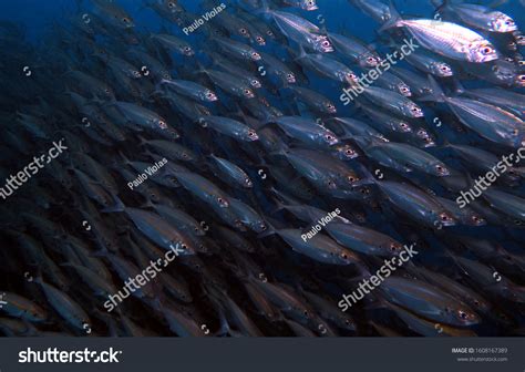 1,648 Sardines Bait Images, Stock Photos & Vectors | Shutterstock