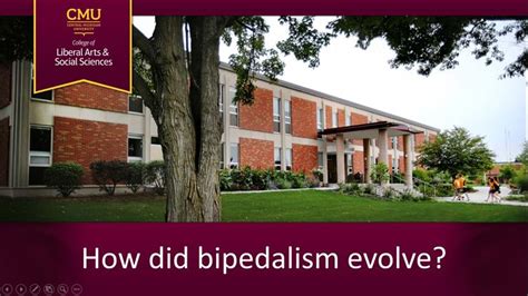 How did bipedalism evolve?