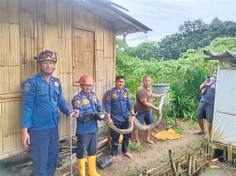 Petugas Damkar Bogor Tangkap Ular Sanca Sepanjang 4 Meter