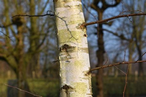 How To Harvest Birch Bark Without Killing The Tree — Forest Wildlife