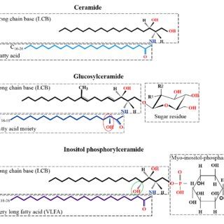 | Kinds and structures of glycosphingolipid in filamentous fungi. (A)... | Download Scientific ...