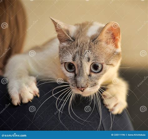 Thais Kattenportret Stock Foto Image Of Hoofd Gezicht