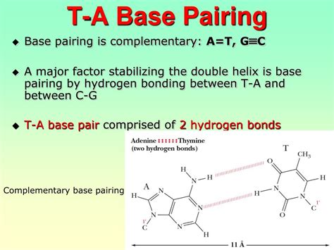 PPT - NUCLEIC ACIDS PowerPoint Presentation, free download - ID:5871818