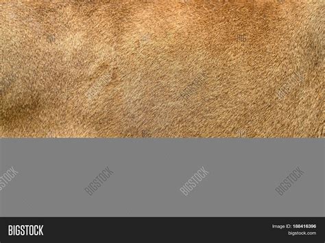 Real Lion Skin Texture Image And Photo Bigstock