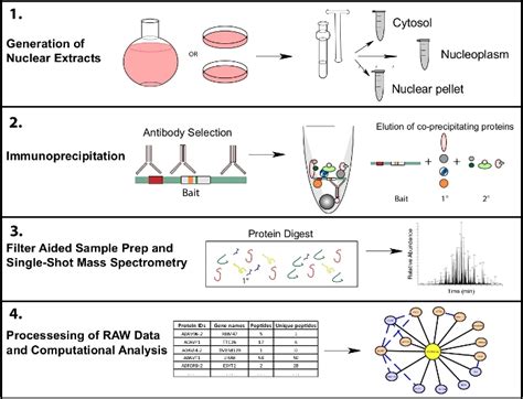 Label Free Immunoprecipitation Mass Spectrometry Workflow For Large