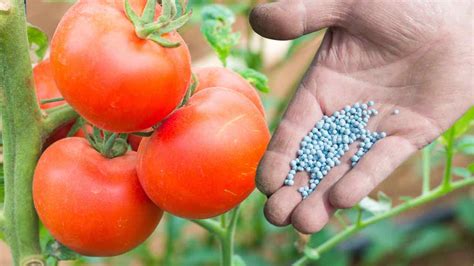 Con Questo Concime I Tuoi Pomodori Saranno Grossi E Succosi Segreto