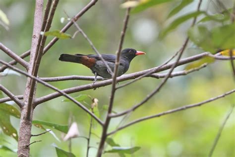 burung mata merah badan hitam - Caroline Ince