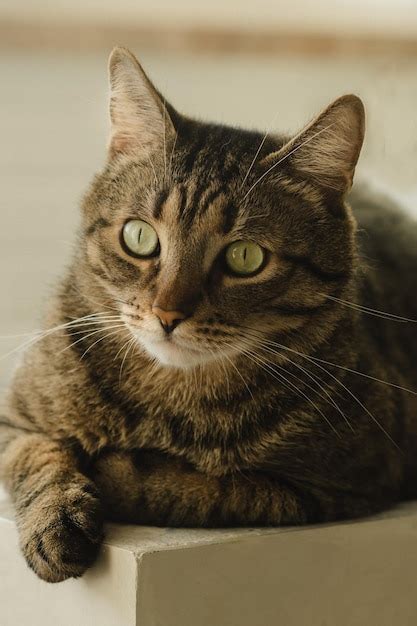 Retrato De Un Hermoso Gato Con Ojos Verdes Foto Vertical Foto Premium