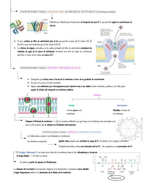 Solution Transporte De Solutos Y Estructura De Membranas Biol Gicas