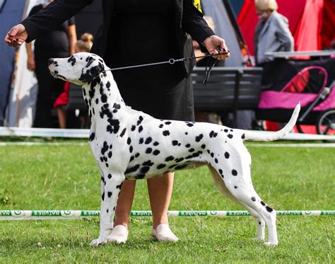 Pep Cane Dalmata Dell Allevamento California Centouno