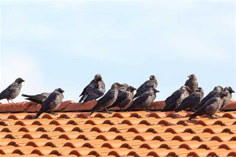 How To Keep Birds Off Your Roof Roofkeen