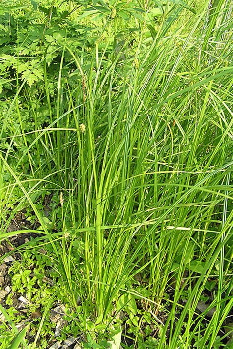 Carex Pellita Woolly Sedge Go Botany