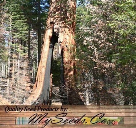 Visa store Nueva secoya gigante Sequoiadendron giganteum árbol 40