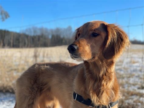 Irish Setter Golden Retriever Mix