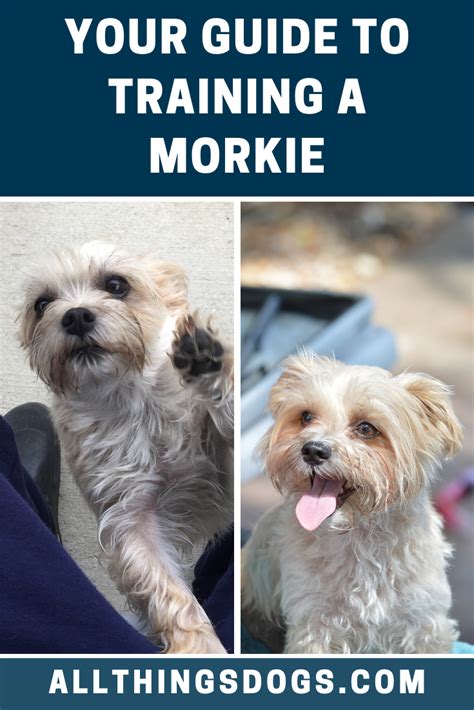 Morkie Training | Morkie, Morkie puppies, Maltese yorkie mix