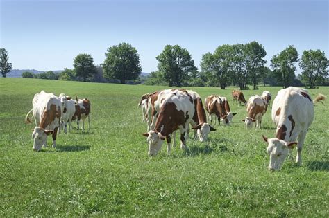 Cows Grazing Cattle Free Photo On Pixabay Pixabay