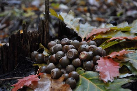 Quercus Rubran Terhot Mustila