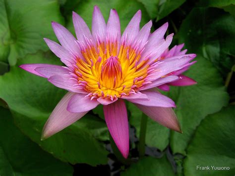 "Water Lily Flower" by Frank Yuwono | Redbubble